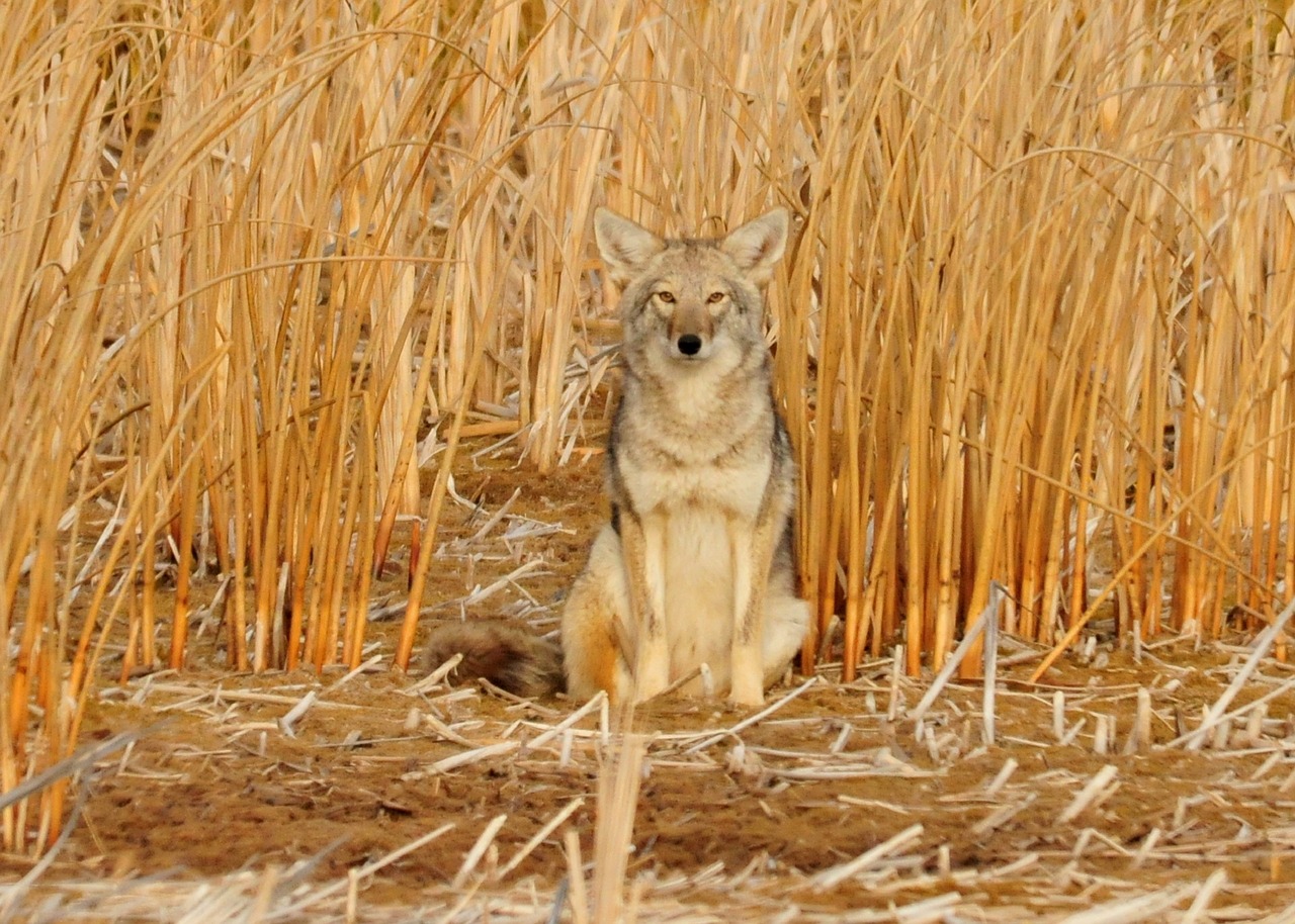 How To Choose The Best Coyote Call If You Are A Beginner?